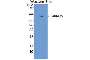 Western Blotting (WB) image for anti-Aquaporin 2 (Collecting Duct) (AQP2) (AA 177-271) antibody (ABIN1858068) (AQP2 antibody  (AA 177-271))