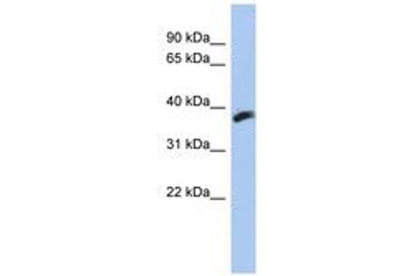 CYB5RL antibody  (AA 71-120)