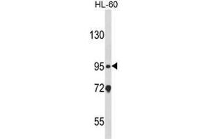 Western blot analysis of CARD4 Antibody (C-term) in HL-60 cell line lysates (35ug/lane). (NOD1 antibody  (C-Term))