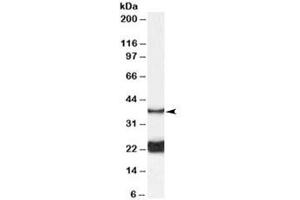 Western blot testing of rat spinal cord lysate with GALR1 antibody at 0. (Galanin Receptor 1 antibody)