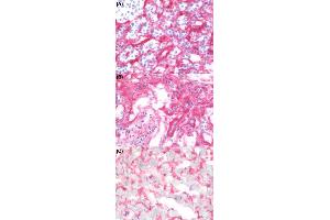 Immunohistochemical staining (Frozen sections) of human spleen tissue (A), human kidney tissue (B) and human heart tissue (C) using HSPG2 monoclonal antibody, clone A7L6  at 1:50 dilution. (HSPG2 antibody)