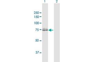 Western Blot analysis of CAPN2 expression in transfected 293T cell line by CAPN2 MaxPab polyclonal antibody. (Calpain 2 antibody  (AA 1-700))