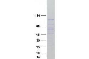 Validation with Western Blot (PIWIL4 Protein (Myc-DYKDDDDK Tag))