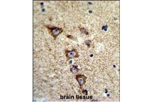 Formalin-fixed and paraffin-embedded human brain tissue reacted with KCNH7 Antibody (N-term), which was peroxidase-conjugated to the secondary antibody, followed by DAB staining. (KCNH7 antibody  (N-Term))