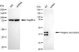 Western blotting analysis using Phospho-JunD (S255) antibody (ABIN7799144).
