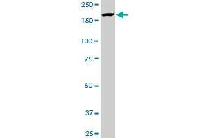 KDM5B monoclonal antibody (M02A), clone 1G10. (KDM5B antibody  (AA 231-319))