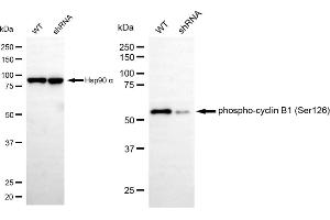 Western blotting analysis using phospho-cyclin B1 (Ser126) antibody (ABIN7798192). (Recombinant Cyclin B1 antibody  (pSer126))