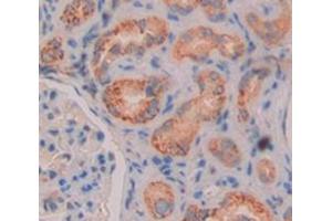 Used in DAB staining on fromalin fixed paraffin- embedded kidney tissue (Glutaminase antibody  (AA 221-533))