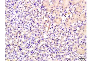 Formalin-fixed and paraffin embedded mouse kidney labeled with Rabbit Anti FGF1/AFGF Polyclonal Antibody, Unconjugated (ABIN726590) at 1:200 followed by conjugation to the secondary antibody and DAB staining (FGF1 antibody  (AA 16-80))