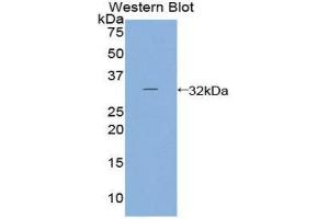 Western Blotting (WB) image for anti-Prostaglandin E Synthase 2 (PTGES2) (AA 144-384) antibody (ABIN3207567) (PTGES2 antibody  (AA 144-384))