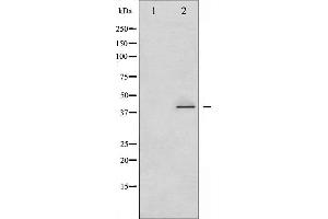 Western blot analysis of CrkII phosphorylation expression in COS7 whole cell lysates,The lane on the left is treated with the antigen-specific peptide. (Crk antibody  (pTyr221))