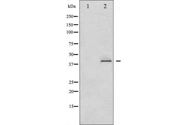 Crk antibody  (pTyr221)