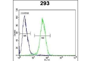 CLDN12 Antibody (N-term) (ABIN652055 and ABIN2840524) flow cytometric analysis of 293 cells (right histogram) compared to a negative control cell (left histogram). (Claudin 12 antibody  (N-Term))