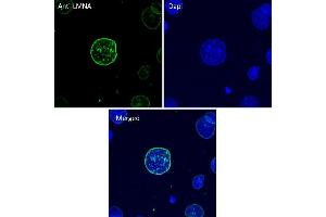 Immunofluorescence (IF) image for anti-Lamin A/C (LMNA) (C-Term) antibody (ABIN6254178) (Lamin A/C antibody  (C-Term))