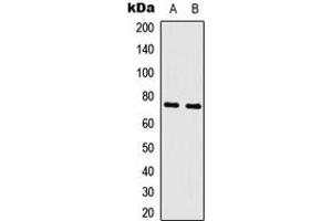 Western blot analysis of c-Myb expression in K562 (A), rat skeletal muscle (B) whole cell lysates.