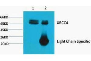 Immunoprecipitation (IP) analysis: 1) Input: HeLa Cell Lysate. (XRCC4 antibody)