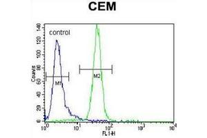 Flow cytometric analysis of CEM cells using PPAR-alpha Antibody (Center) Cat. (PPARA antibody  (Middle Region))