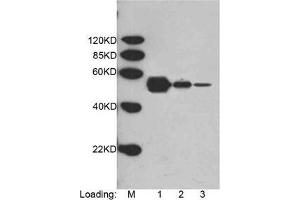 Loading: Multiple Tag (Purified) (ABIN1536315, 400 ng, 80 ng, 16 ng) Primary antibody: 1 µg/mL Mouse Anti-DYKDDDDK-tag Monoclonal Antibody (HRP) (ABIN387715, Lot No. (DYKDDDDK Tag antibody  (Biotin))