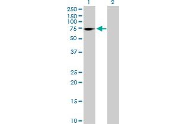 ZNF571 antibody  (AA 1-609)