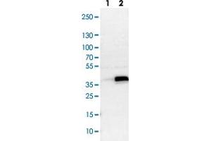 Western blot analysis of Lane 1: NIH-3T3 cell lysate (Mouse embryonic fibroblast cells), Lane 2: NBT-II cell lysate (Rat Wistar bladder tumour cells) with ASB8 polyclonal antibody .