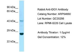 Western Blotting (WB) image for anti-Indoleamine 2,3-Dioxygenase 1 (IDO1) (C-Term) antibody (ABIN2789914) (IDO1 antibody  (C-Term))