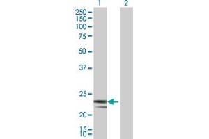 Western Blot analysis of MRPS23 expression in transfected 293T cell line by MRPS23 MaxPab polyclonal antibody. (MRPS23 antibody  (AA 1-190))