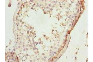 Immunohistochemistry of paraffin-embedded human testis tissue using ABIN7172670 at dilution of 1:100 (TAF11 antibody  (AA 1-211))