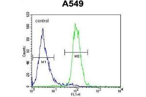 ANGPT2 Antibody (C-term) flow cytometric analysis of A549 cells (right histogram) compared to a negative control cell (left histogram). (Angiopoietin 2 antibody  (C-Term))