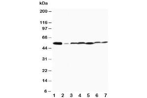 Western blot testing of MAPK8/9 antibody and Lane 1:  rat brain (MAPK8 / MAPK9 (Middle Region) antibody)
