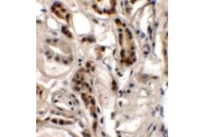 Immunohistochemistry of DPAGT1 in human kidney tissue with DPAGT1 antibody at 2. (DPAGT1 antibody  (N-Term))