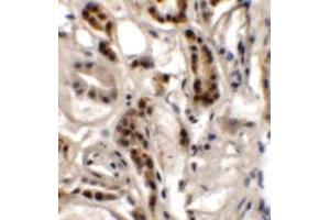 Immunohistochemistry of DPAGT1 in human kidney tissue with DPAGT1 antibody at 2.