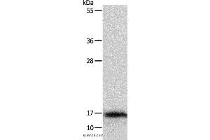 Western blot analysis of Mouse thymus tissue, using IL3 Polyclonal Antibody at dilution of 1:350