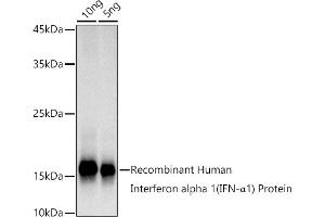 Western blot analysis of extracts of Recombinant Human IFN Protein, using Interferon alpha 1 (IFN-α1) antibody (ABIN7267963) at 1:1000 dilution. (IFNA1 antibody)