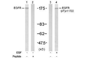 Image no. 1 for anti-Epidermal Growth Factor Receptor (EGFR) (Tyr1172) antibody (ABIN197448) (EGFR antibody  (Tyr1172))