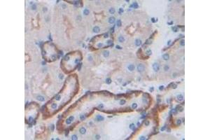 Figure. (FGFRL1 antibody  (AA 164-374))