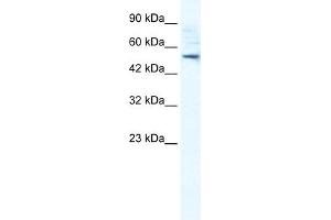 WB Suggested Anti-SMPDL3B Antibody Titration:  0. (SMPDL3B antibody  (N-Term))