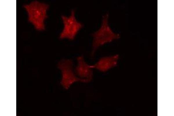 SRCIN1 antibody  (Internal Region)