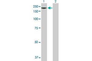 Western Blot analysis of MAGEE1 expression in transfected 293T cell line by MAGEE1 MaxPab polyclonal antibody. (MAGEE1 antibody  (AA 1-957))