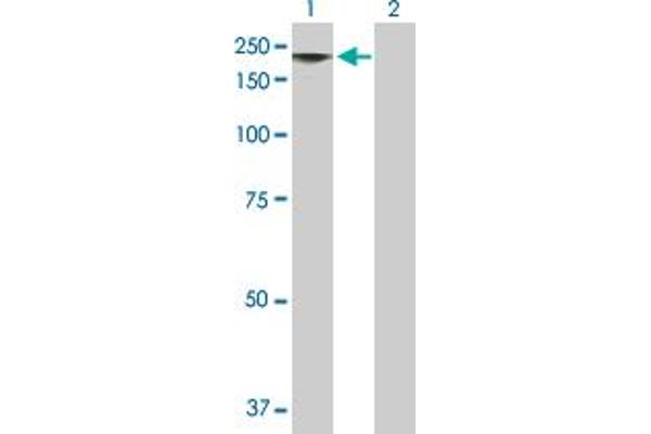 MAGEE1 antibody  (AA 1-957)