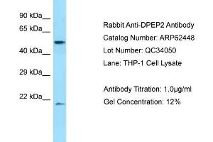 Western Blotting (WB) image for anti-Dipeptidase 2 (DPEP2) (C-Term) antibody (ABIN2774344)