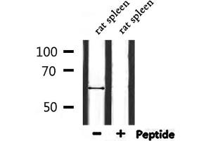 Western blot analysis of extracts from rat spleen, using ATL1 Antibody. (ATL1 antibody  (N-Term))
