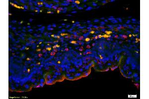 Formalin-fixed and paraffin embedded mouse embryo labeled with Anti-CCDC61 Polyclonal Antibody, Unconjugated (ABIN872940) at 1:200 followed by conjugation to the secondary antibody Goat Anti-Rabbit IgG, Cy3 conjugated used at 1:200 dilution for 40 minutes at 37°C. (CCDC61 antibody  (AA 265-370))
