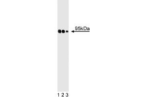 Western blot analysis of GIT1 on a rat cerebrum lysate. (GIT1 antibody  (AA 664-770))