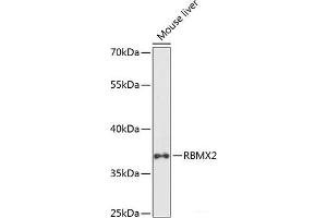 Western blot analysis of extracts of Mouse liver using RBMX2 Polyclonal Antibody at dilution of 1:1000. (RBMX2 antibody)