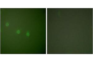 Immunofluorescence analysis of COS7 cells, using OCT2 antibody (ABIN5976472). (Oct-2 antibody  (N-Term))