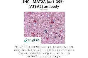 Image no. 1 for anti-Methionine Adenosyltransferase II, alpha (MAT2A) (AA 1-395) antibody (ABIN1724355)