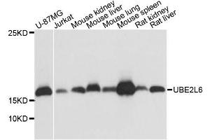 Western blot analysis of extracts of various cell lines, using UBE2L6 antibody. (UBE2L6 antibody  (C-Term))