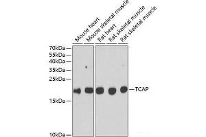 Western blot analysis of extracts of various cell lines using TCAP Polyclonal Antibody at dilution of 1:1000. (TCAP antibody)