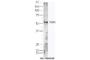 Mouse intestine lysates probed with Rabbit Anti-FZR1/CDC20C Polyclonal Antibody, Unconjugated  at 1:5000 for 90 min at 37˚C. (FZR1 antibody  (AA 141-240))
