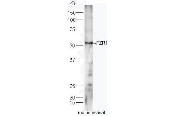 FZR1 anticorps  (AA 141-240)